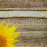 Abstract Yellow Sunflower Background Vector Ilration Template