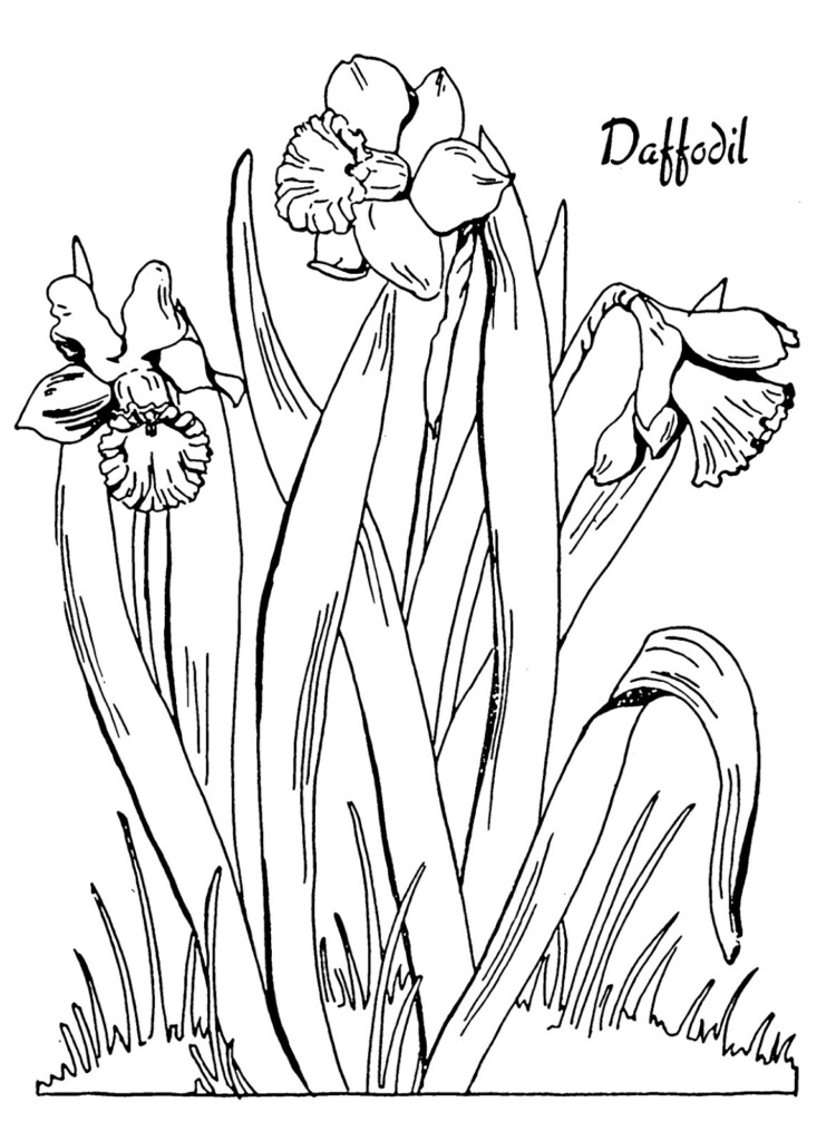 Kids Printable Daffodil Coloring Page The Graphics Fairy